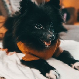 Welcome Home cute black dog